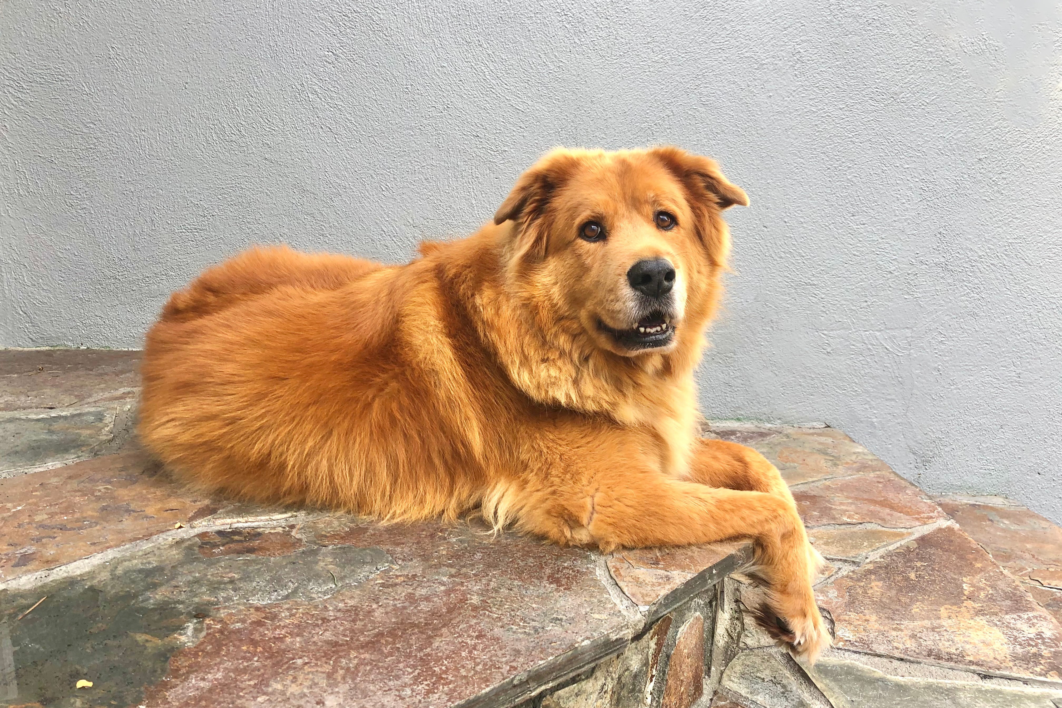 Woody: The Retriever with the Fruit Salad Rizz