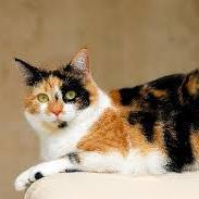 Kitty - She Just Showed Up