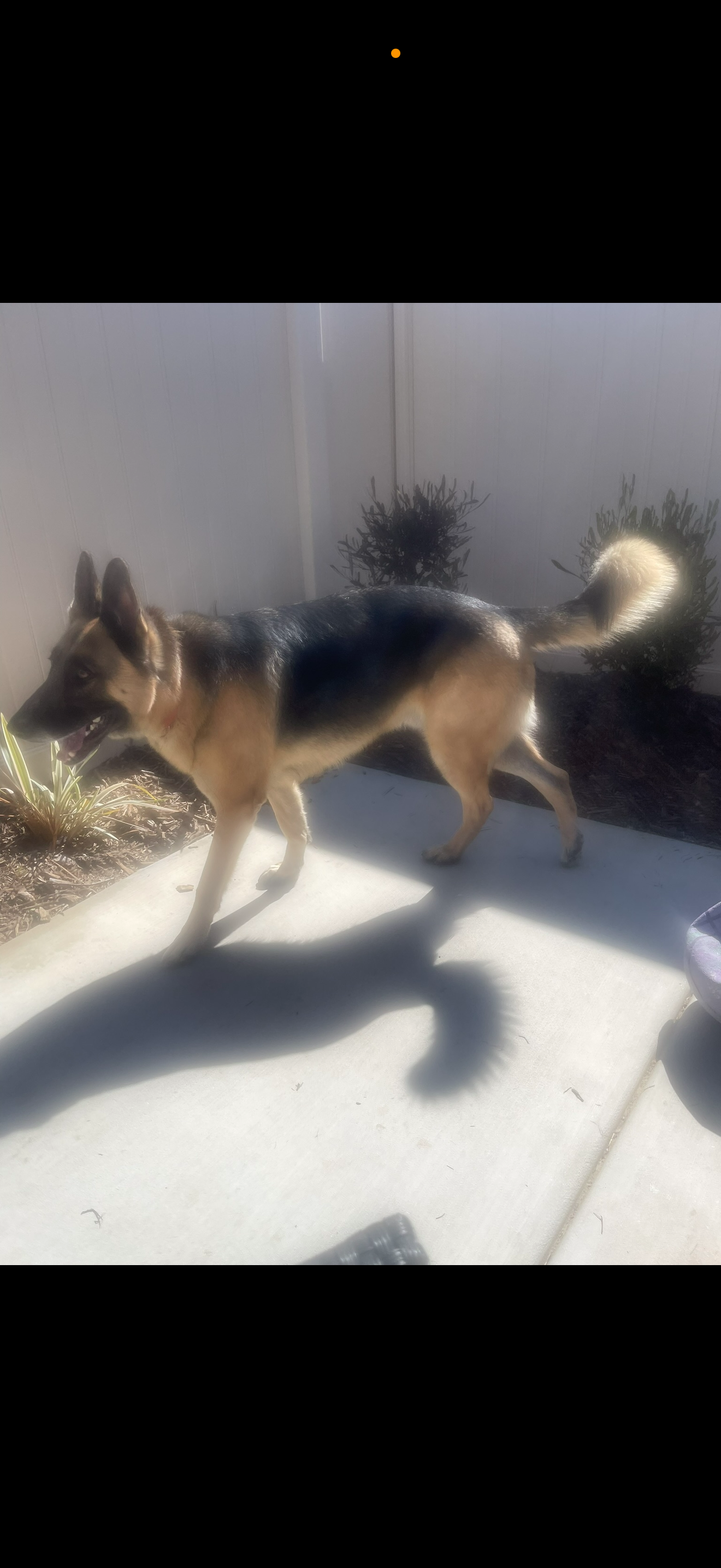 Sarge - Daddy’s Best Friend