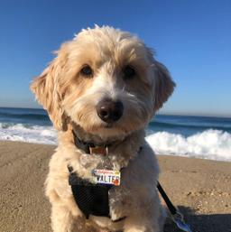Walter - Song Joy on Four Paws